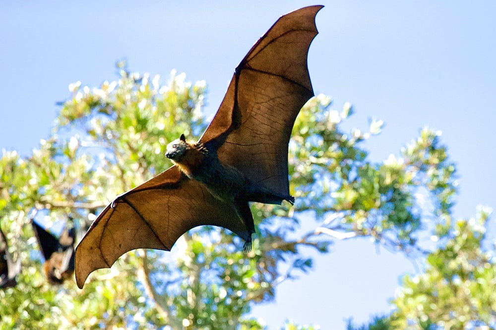 What Is Nipah Virus? Symptoms, Treatment And Everything You Need To Know