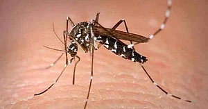 Health Officials Release 25,000 Mosquitofish As Firozabad Grapples With Dengue And Viral Fever