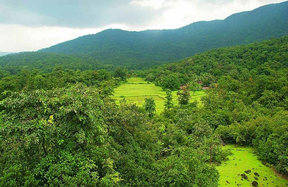 Now, a Greener India