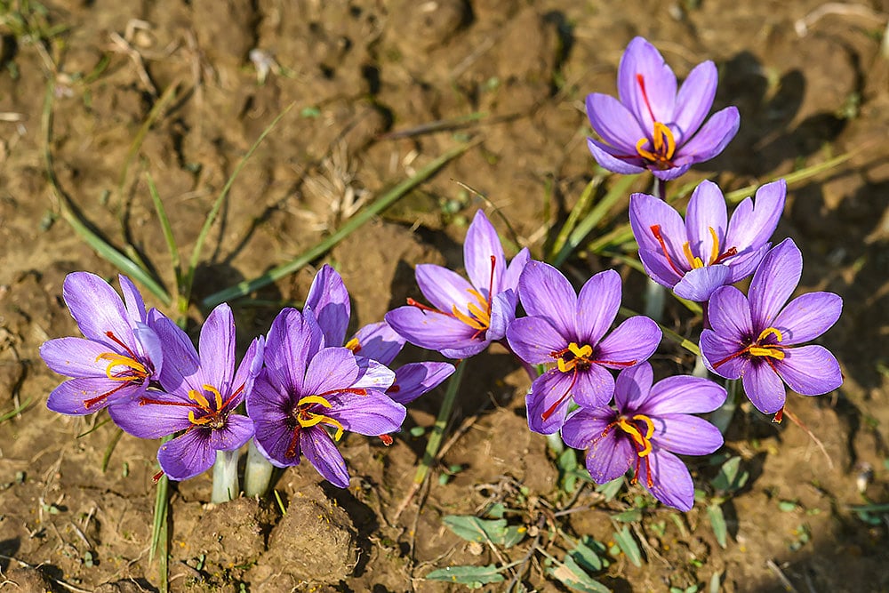 Saffron Blooms In J&K's Rajouri District As Cultivation Trial Bears Fruit