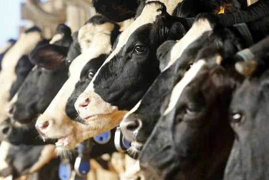 Himachal Pradesh Is 'Moo'ving Toward Cow Tourism In Bid To Conserve Local Breeds