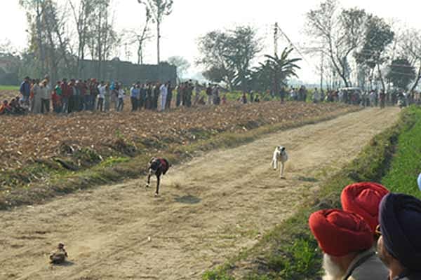 Dogspeed By The Beas