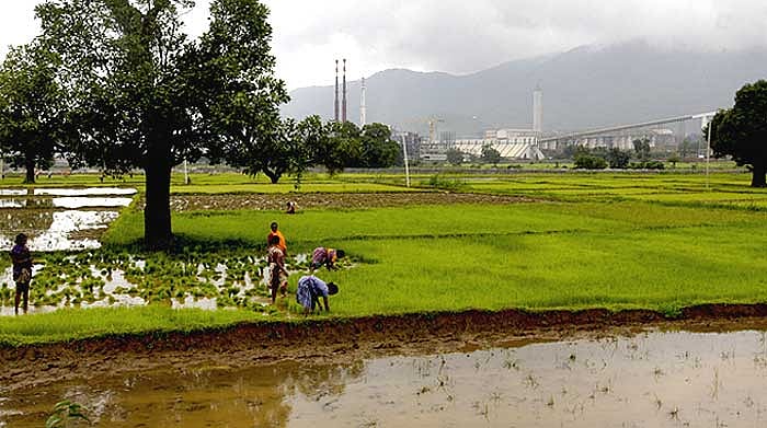 The Green Turns Grey