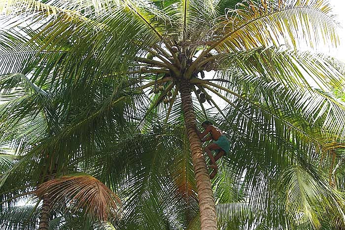 Suspended Inanimation