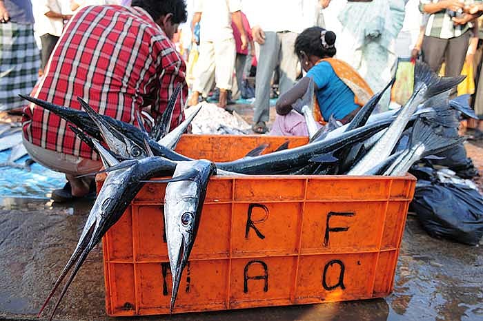 Does Ash Like It Sukka?