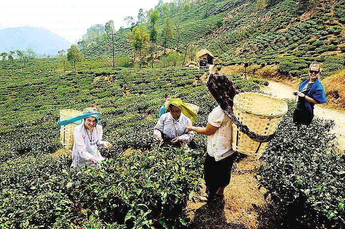 Salvation A La Mode!