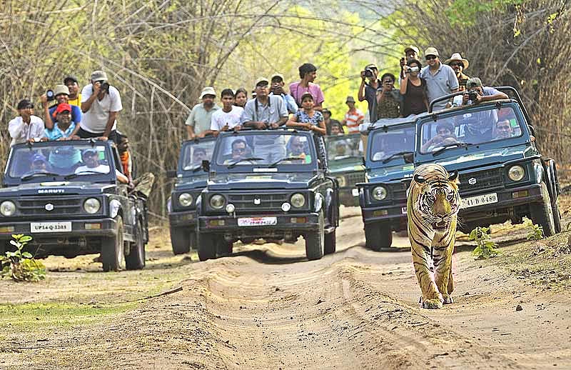 The Tourist Isn’t An Endangered Animal