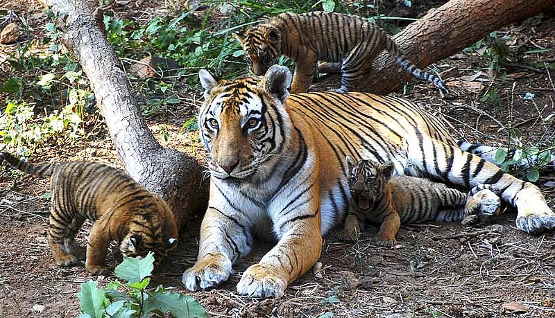 The Shers And Stripes