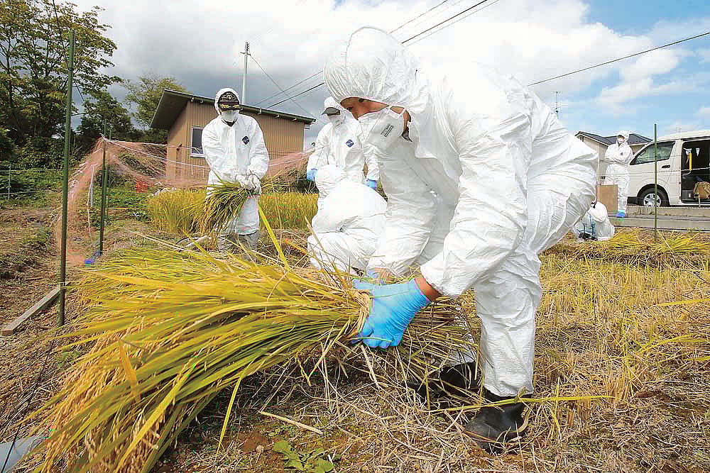 When The Dragonflies Come Out