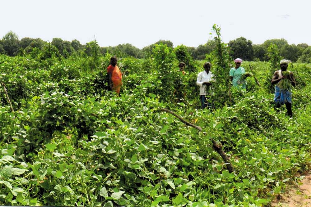 Like Thieves On Their Own Land