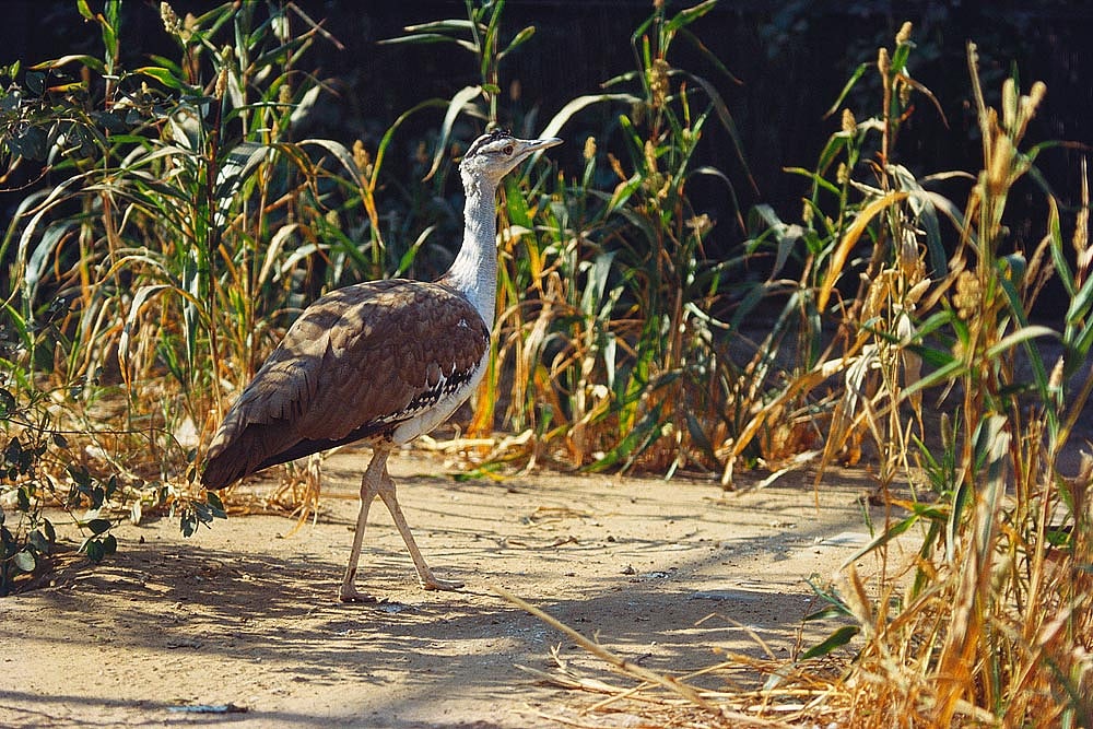 Live Wire, Fried Wings
