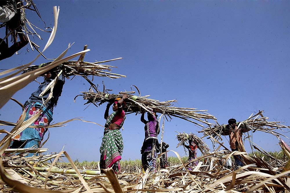 An Unkind Cut In The Cane