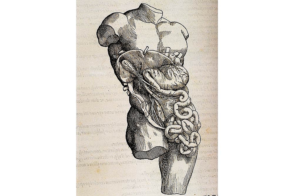 The First Line Of Intestinal Defence