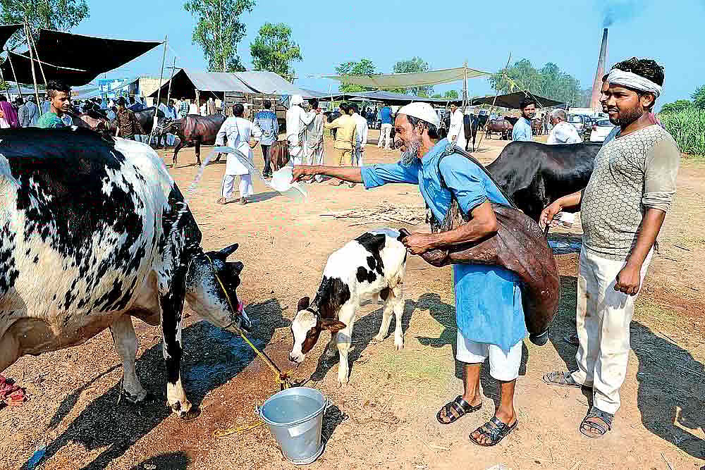 Cow Soldiers Ride Buff Bazaar