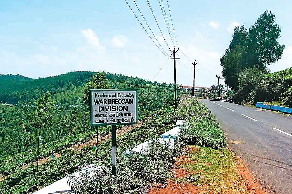 The Green Terror Valley