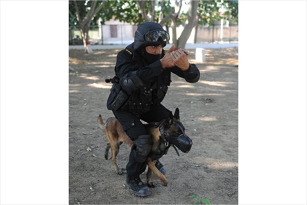 Lessons Without A Leash