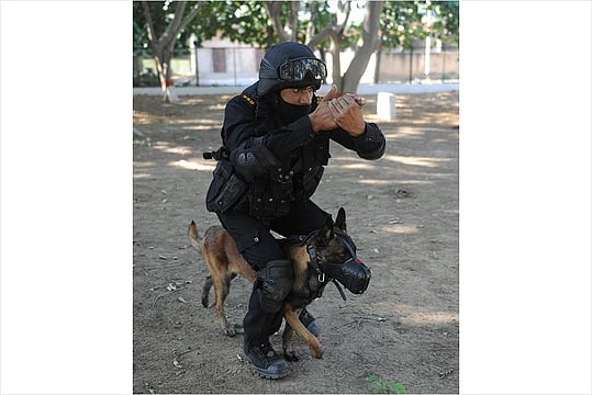 Lessons Without A Leash