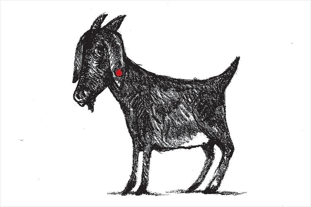 Big Brother And A Little Black Goat