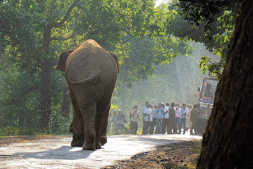 The Elephant In The Alley