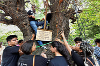 Massacre Of Delhi’s Trees In The Name Of Development