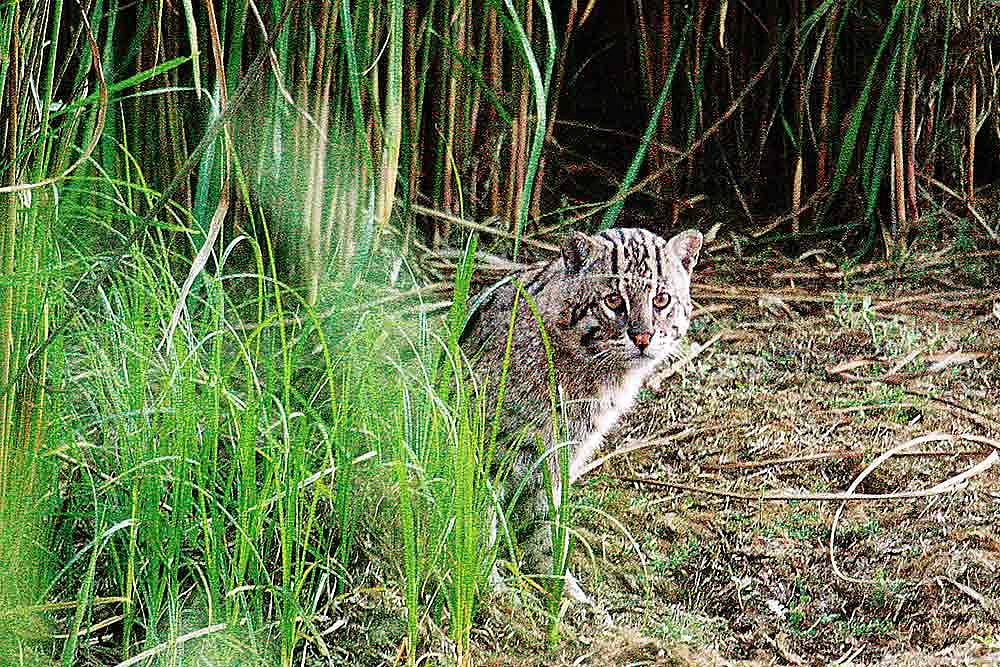 A Tiger Without Enemies