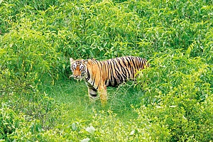 Tigress Avni's Killing: There's A Need To Curate Big Cat Eco-System