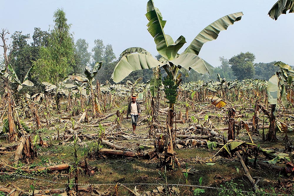 No More Bananas On Your Breakfast Table?