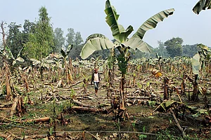 No More Bananas On Your Breakfast Table?