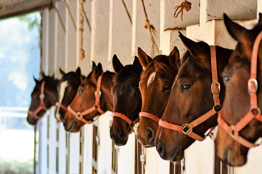 Un-Stable: Cloud Of Uncertainty Hangs Over Vijay Mallya's Stud Farm In Karnataka