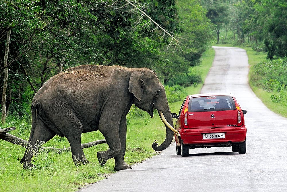 Man Vs Wild: Politics Over Night Ban On Traffic Through Bandipur National Park Turns Grim