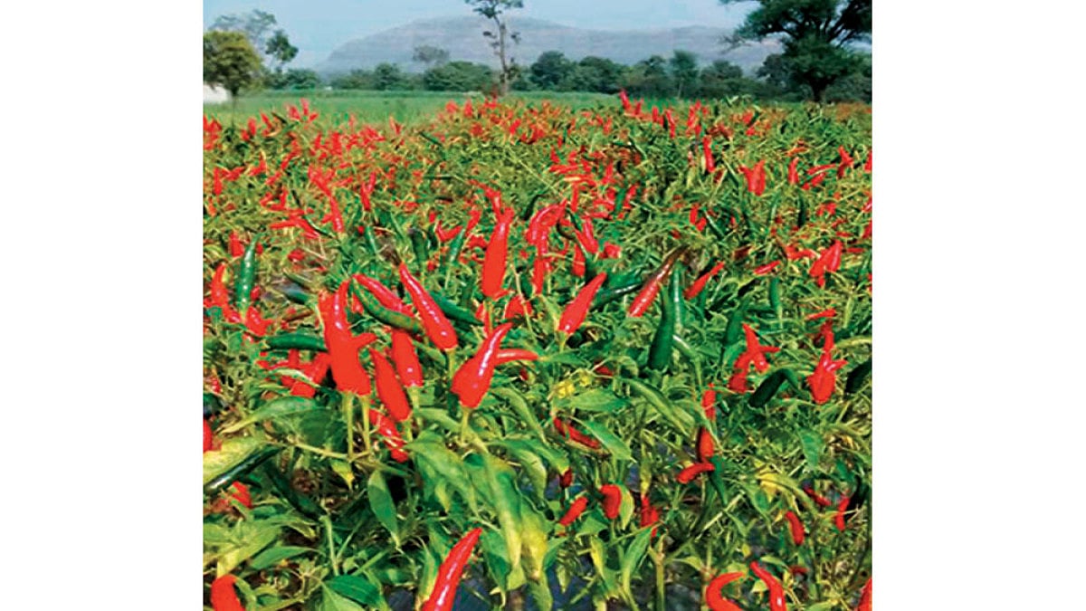 Corporate Farming -- How New Laws Can Change Face Of Indian Agriculture