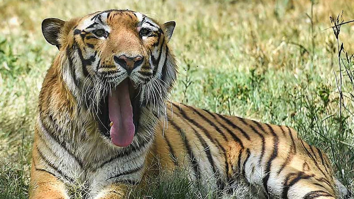 Union Minister Praises Indias Successful Tiger Conservation Model