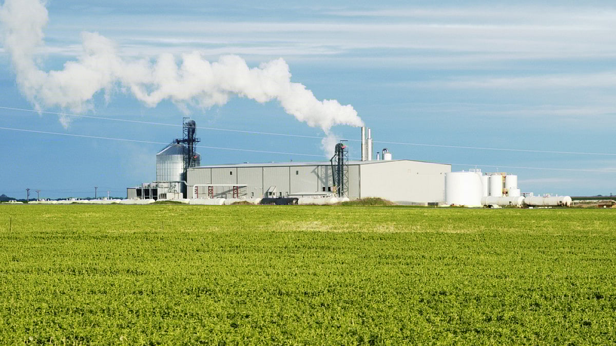 Bamboo To Be Grown Over An Area Of 5,000 Acres In Latur, Says Minister