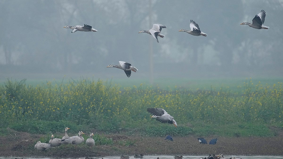 Narendra Modi Announces 10 New Ramsar Sites To Deepen Commitment To Protect Natural Surroundings