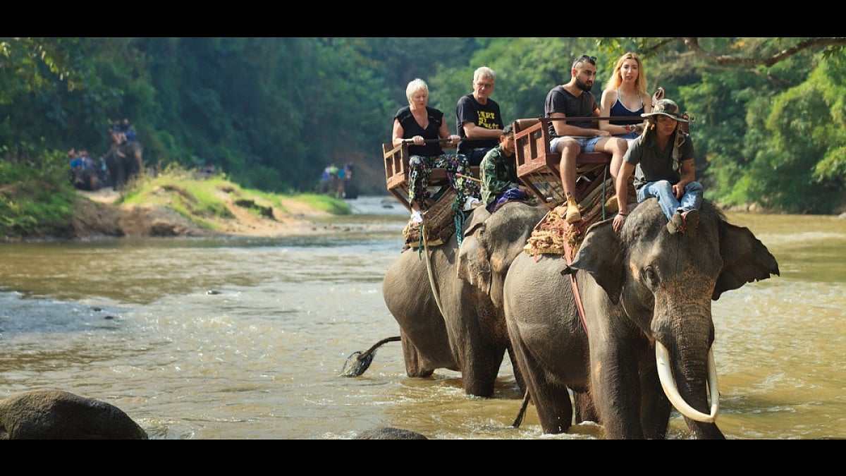 Studies have shown that carrying people on their backs is harmful to these gentle giants