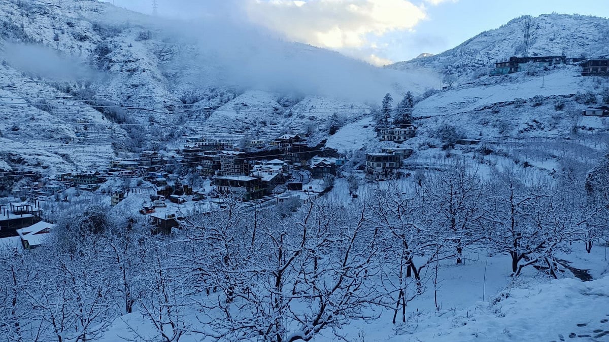 Apple orchard under the snow.