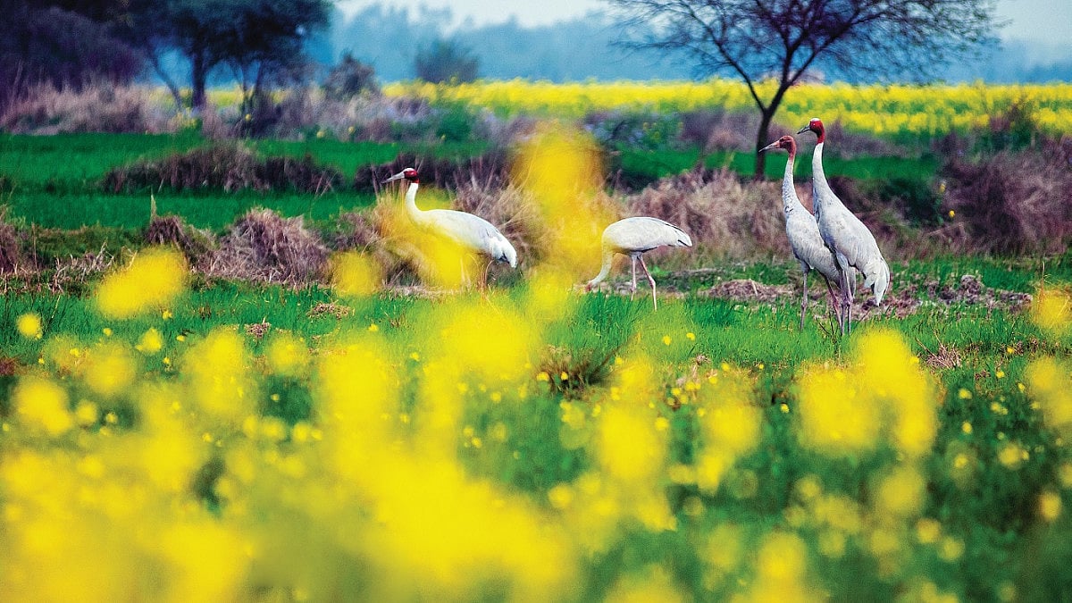 Haiderpur Wetland, Hastinapur Wildlife Sanctuary, wildlife, birds, birdspotting, biodiversity