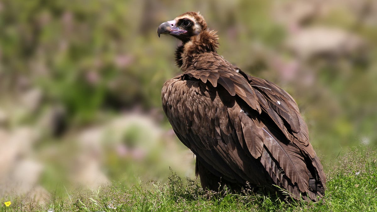 Migratory Vultures Radio-Tagged In MP's Panna Tiger Reserve