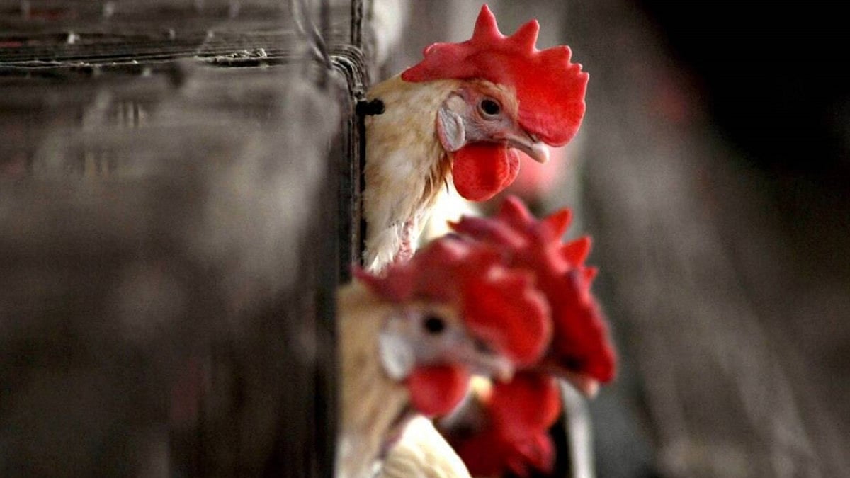 Bird Flu Detected In Maharashtras Thane After Poultry Deaths