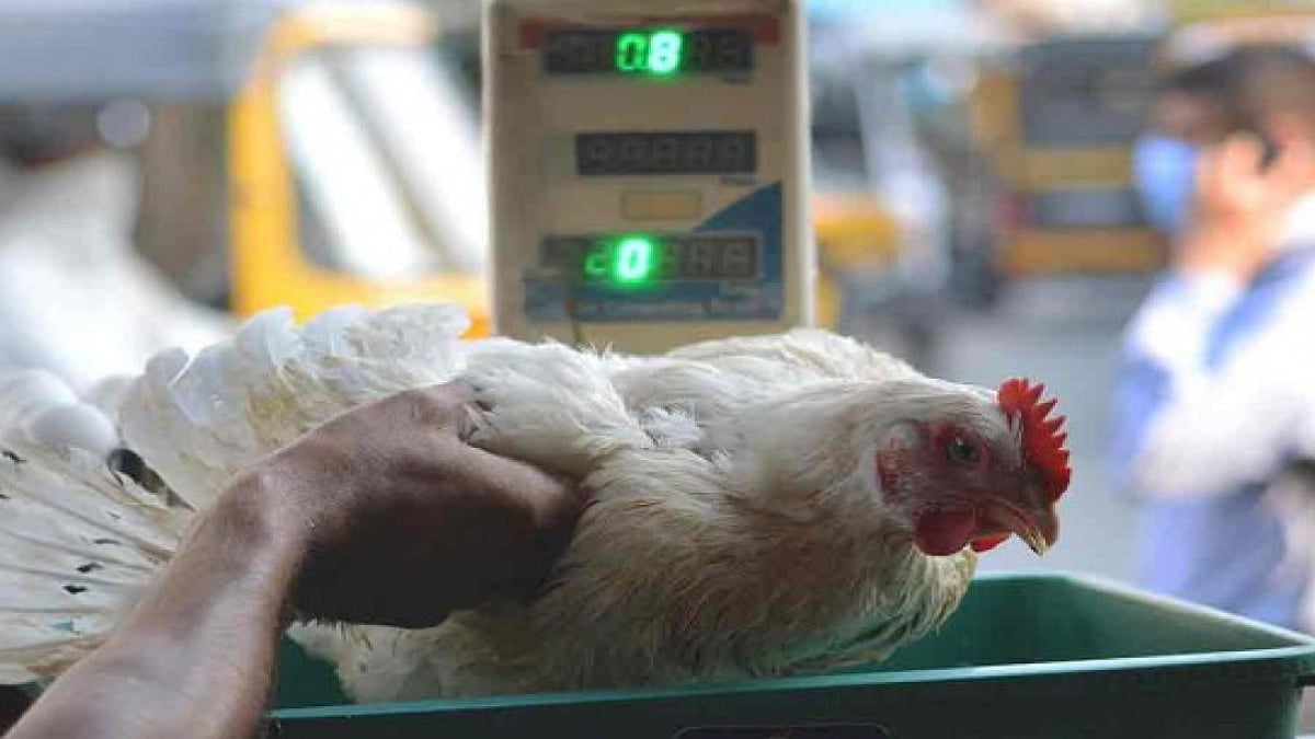 Maharashtra Bird Flu: No Cause For Concern In Other Parts Of Thane District, Says Collector