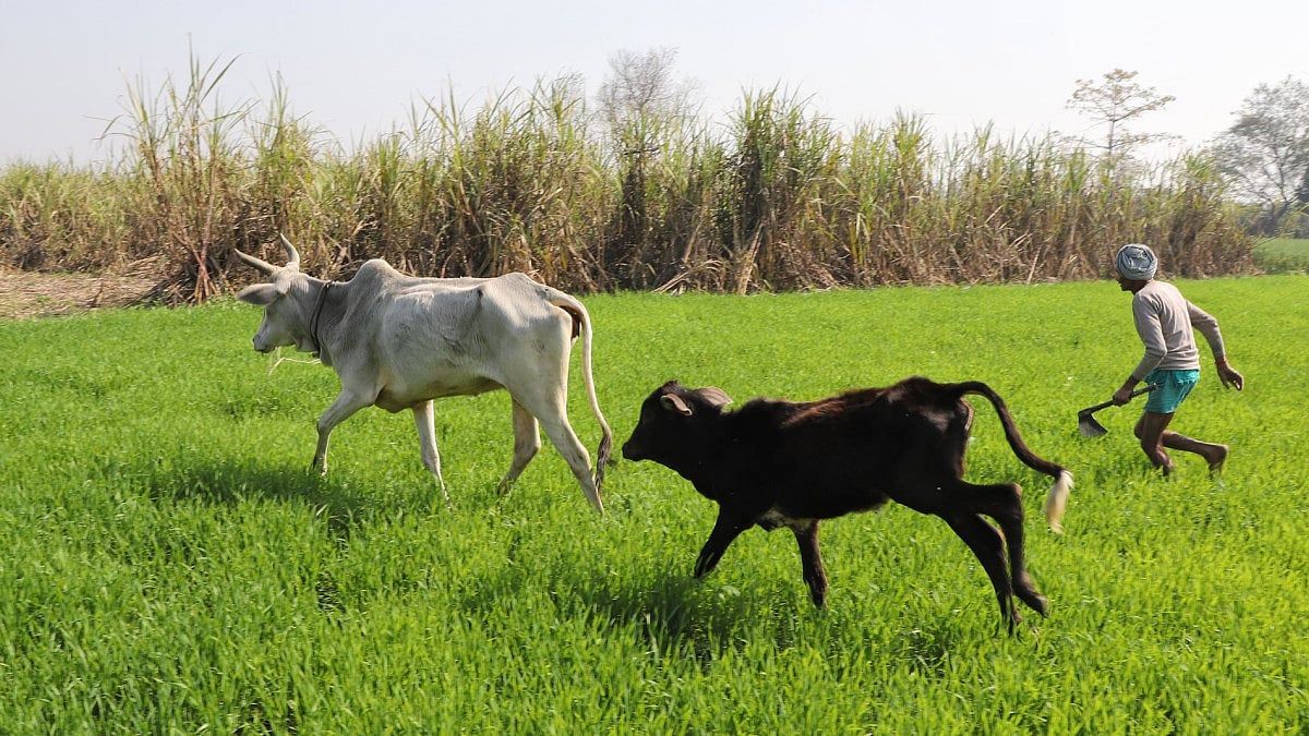 A farmer shoos away stray cattle from his wheat farm in Lakhimpur, Uttar Pradesh
