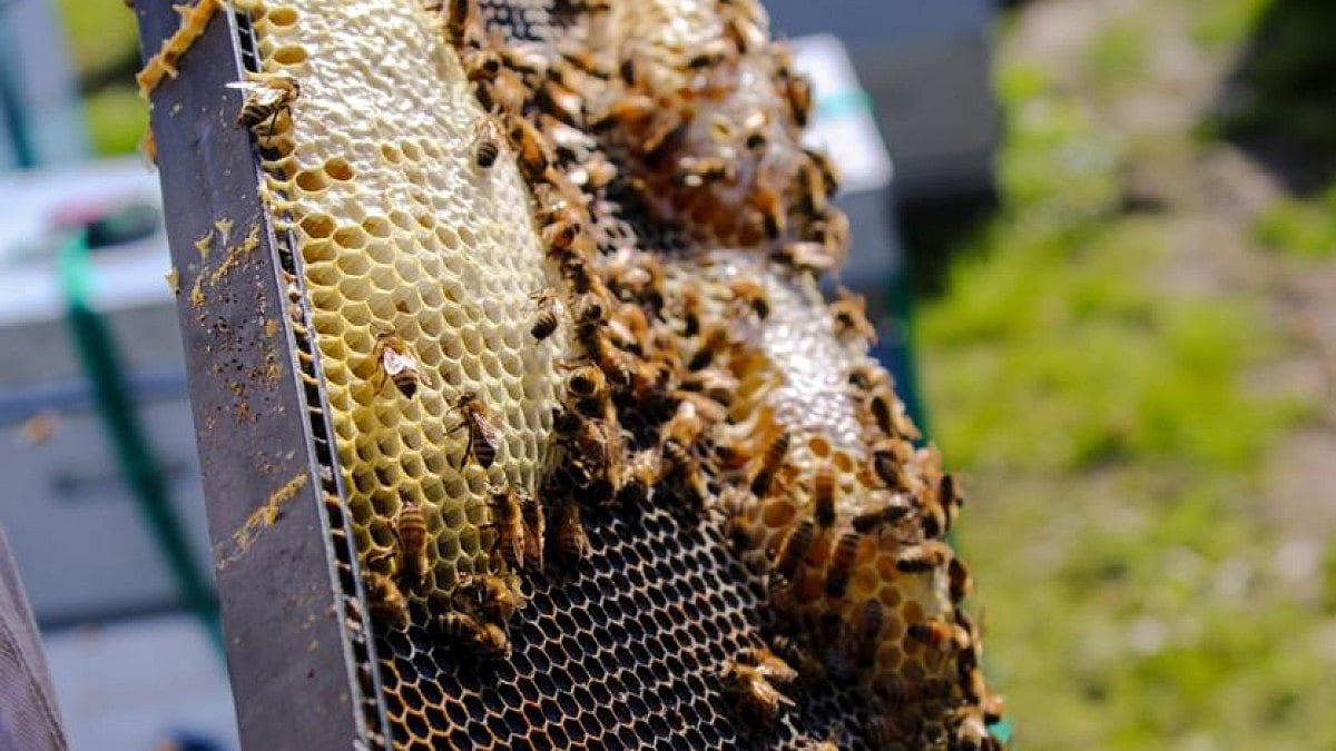 bees, pesticides, honey, Chile, Chile news, insects, honeybees