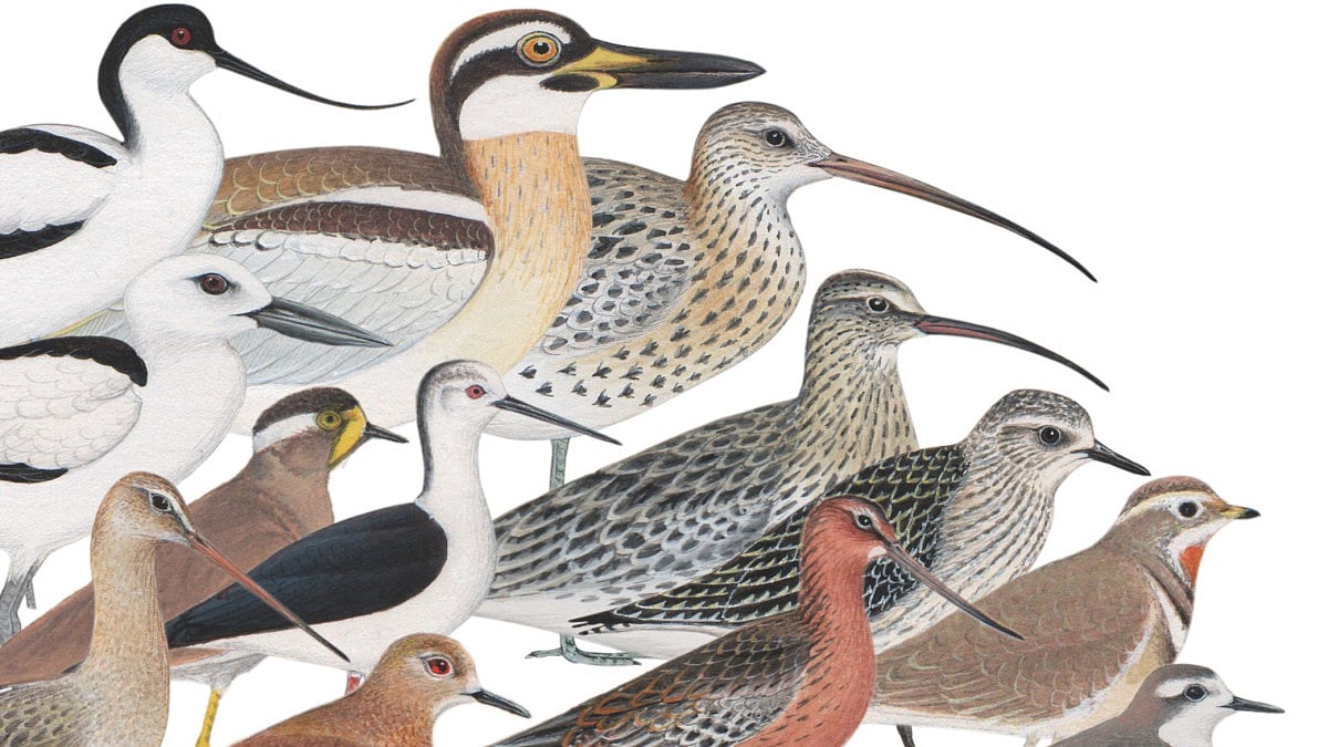 Waders of the Indian Subcontinent book cover 