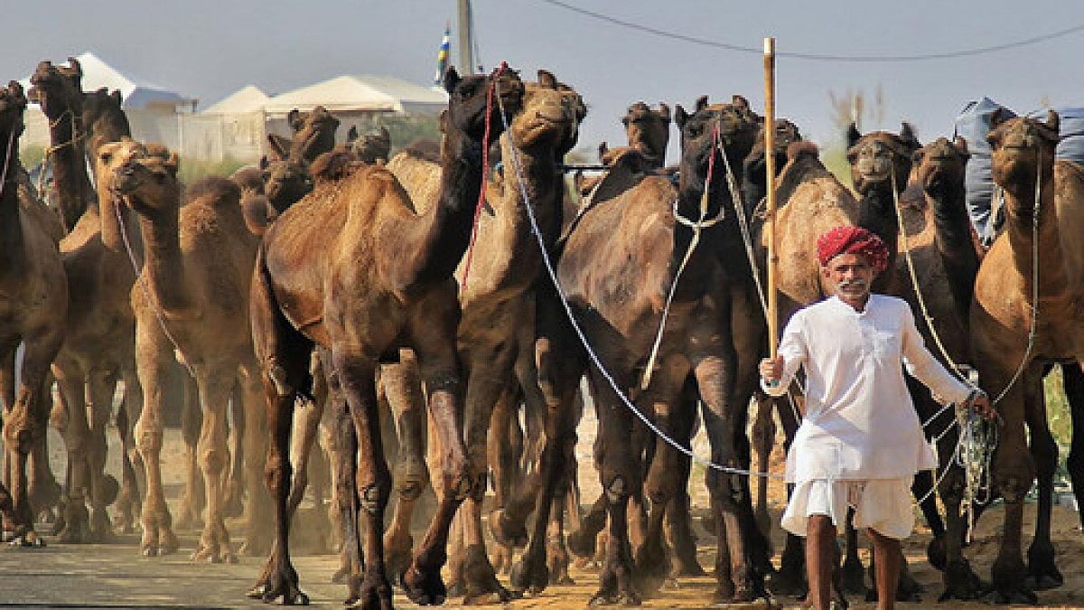 Camel is the state animal of Rajasthan and to protect it, CM announced budget of Rs 10 Crore. 