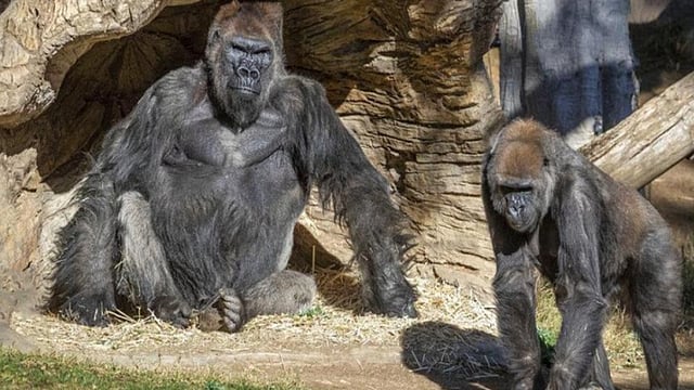 Delhi Zoo Reopens, All Tickets Sold Overnight