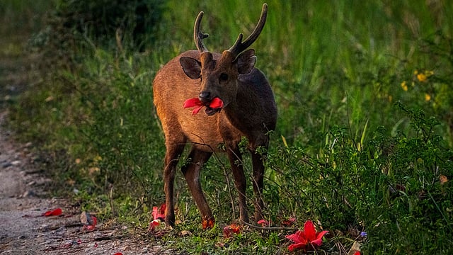 Glimpses Of Kaziranga National Park
