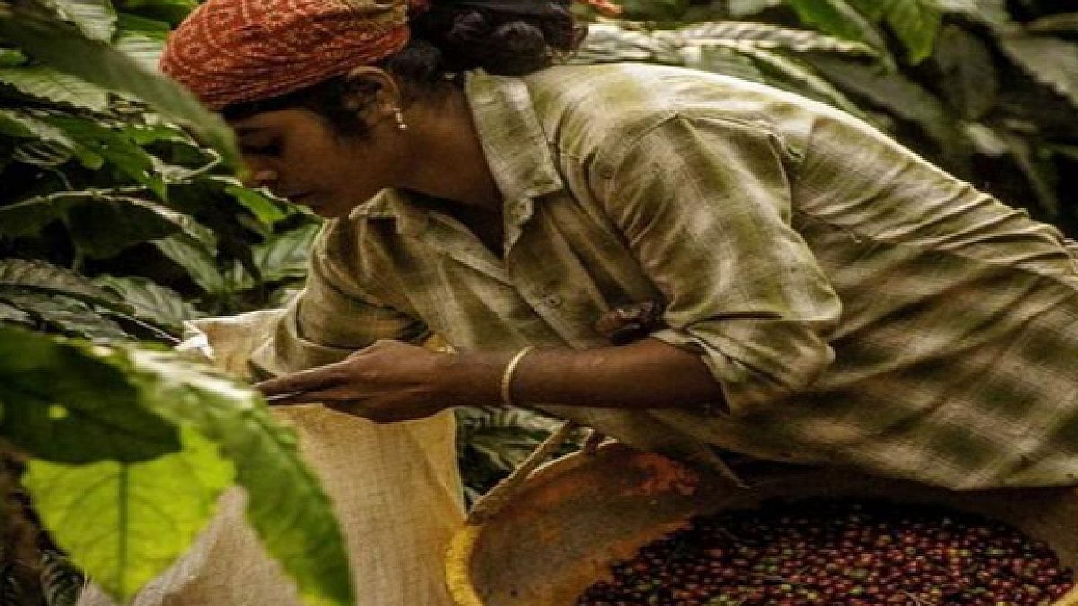 coffee plantation to begin in Odisha soon.(Representational image)