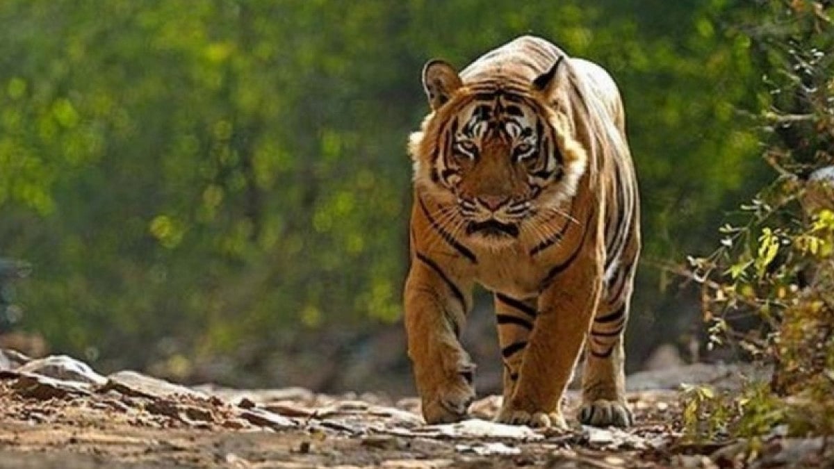tiger, uttarakhand, wildlife, india