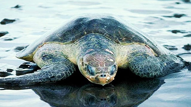 Green Sea Turtle Nesting Site Documented For First Time In Maharashtra: Expert