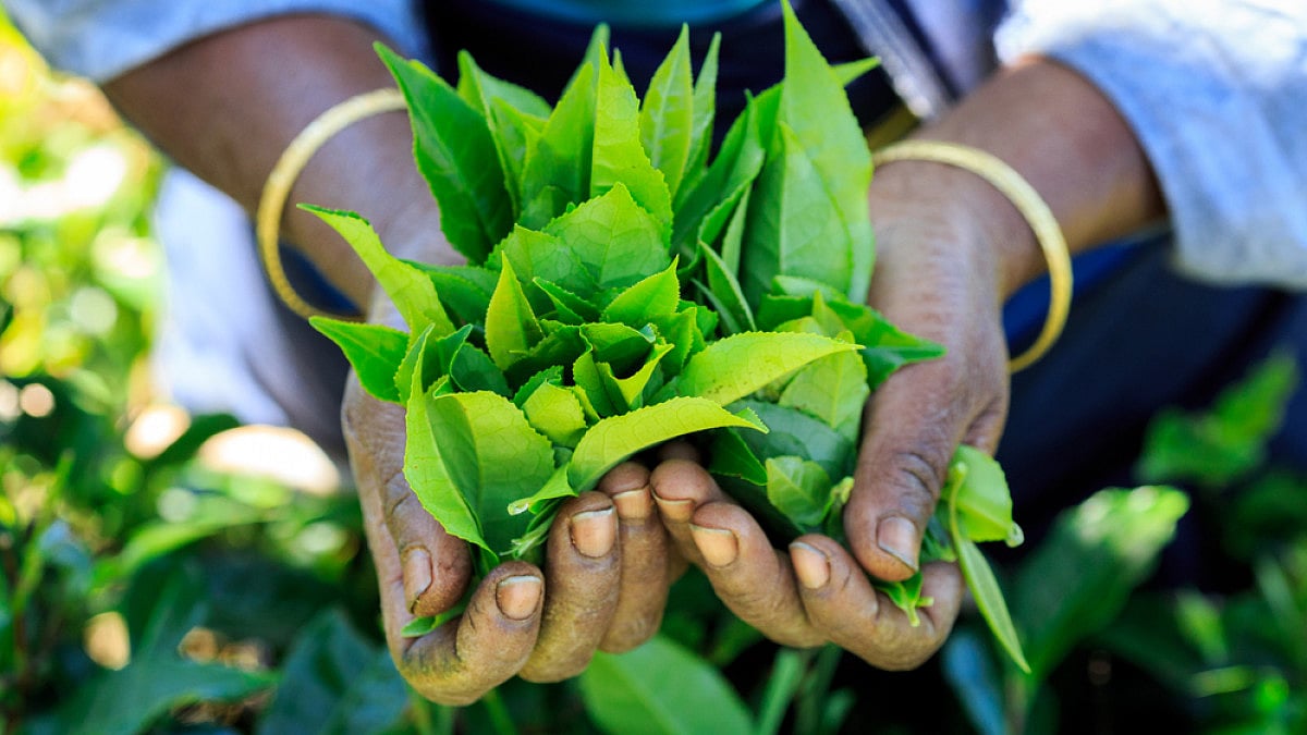 The most important work in any tea garden is done by women – plucking the two leaves and a bud
